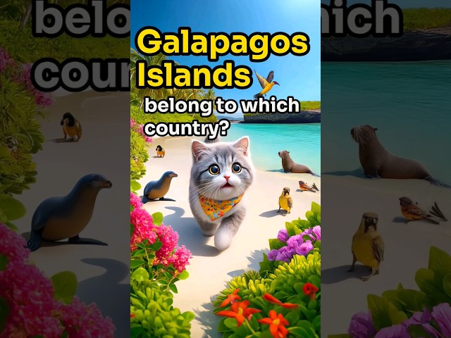 【CAT STORY】 GUESS The Galapagos Islands belong to which country? #quiz #shorts #subscribe #cat #cute