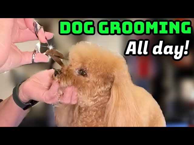 Wed. 2/5/25 Dog Grooming All Day! 18 year old Poodle mix, 3 Shih Tzu's, 4 Poodles, Havanese.