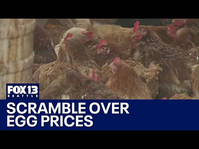 Consumers scramble over egg prices | FOX 13 Seattle