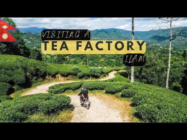 Visiting a Tea Plantation in Ilam on my last day in Nepal - 🇳🇵 Motovlog EP19