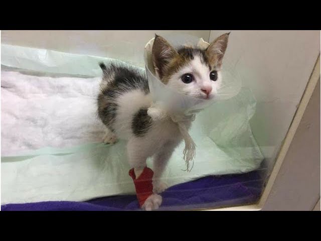 After Rescuing This Calico Kitten From A Dumpster A Woman Realized She’d Found A Unique Treasure