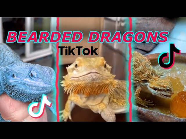 Bearded Dragons | TikTok Compilation 2022