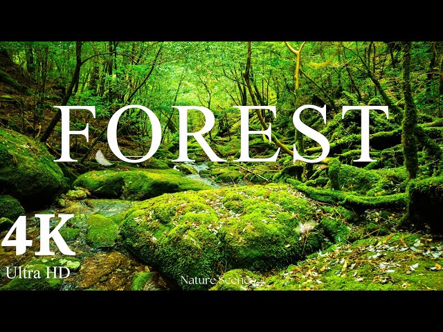 Forest 4k . Relaxation Film . Beauty of Nature