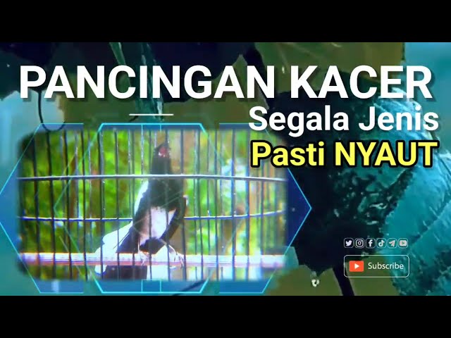 pancingan kacer agar gacor