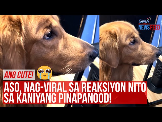 Aso, nag-viral dahil sa reaksyon nito sa kaniyang pinapanood! | GMA Integrated Newsfeed