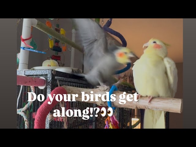 Do your birds get along?