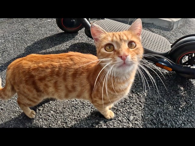 I Found Cutest Ginger Kitty Living on the Street