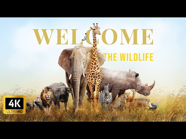 Welcome Animal & Nature 4k Free documentary | 4k video | 8k Ultra HD video | Animal |The Wildlife