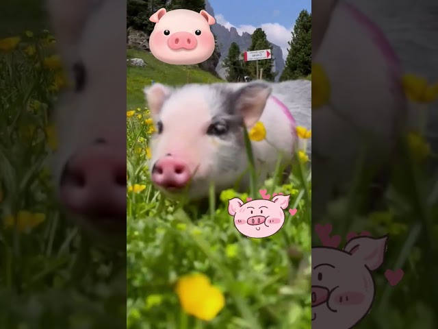 funny animals video🤣🤣 my cute pig😂 part 38 #shorts #pig  #pets