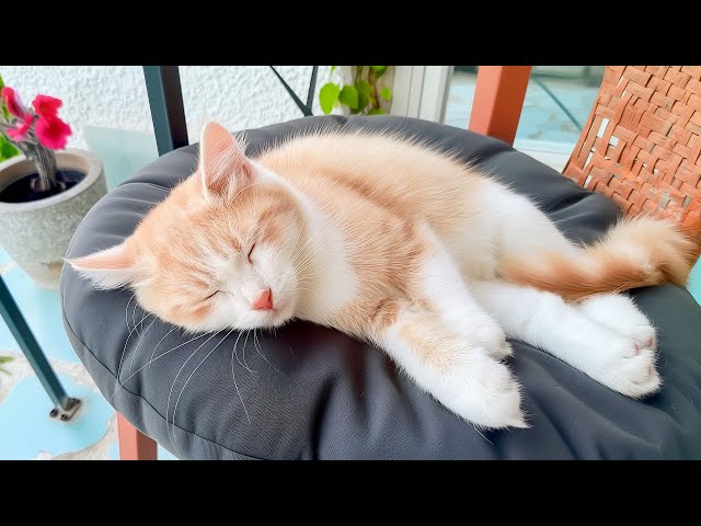 12 Hours of Cat Sleep Soundly - Good Sleep Music for Cats & Kittens, Relaxing Tunes for Cat Comfort