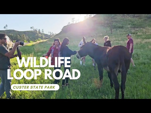 Explore the Incredible Custer State Park in South Dakota