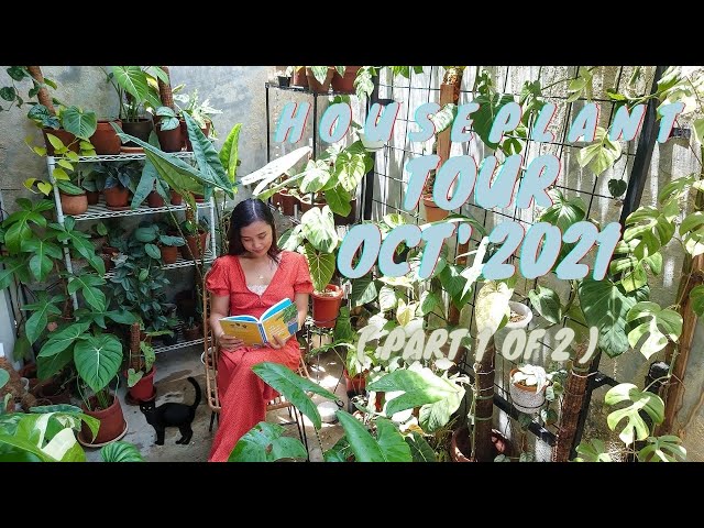 HOUSEPLANT TOUR 2021 | INDONESIA | full of Rare Plants!