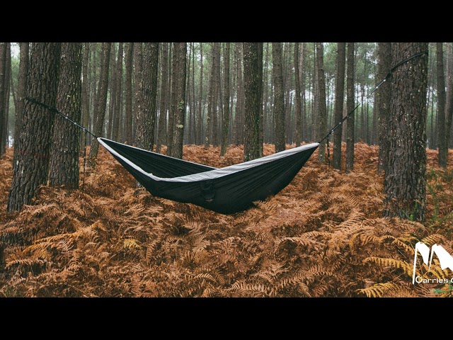 Kaisi Hammock Live