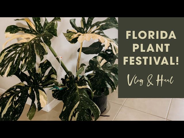 Florida Plant Festival! | Vlog and Haul | Massive Monstera Thai Constellation