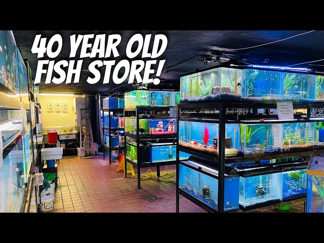 SHOPPING FOR AQUARIUM FISH AT MY FAVORITE FISH STORE!