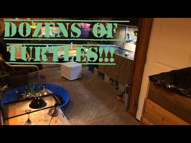 The Worlds Coolest Turtle Room! November Reptile Room Tour