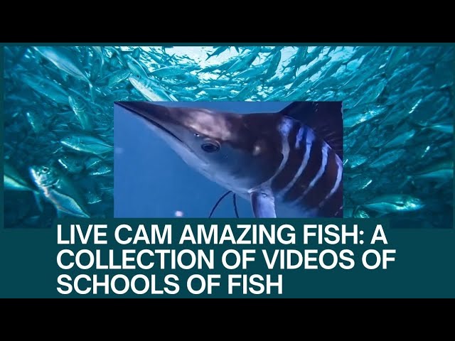 live cam : into the blue, capturing the beauty of fish schools in 4K