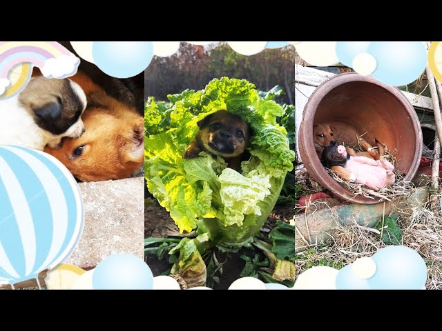 [Pastoral Life & Cute Pets] There is a dog in the cabbage #cutepet #dog