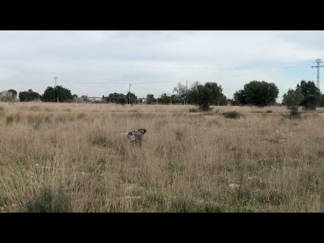 ESPECTACULAR MUESTRA A UNA PERDIZ, BRACO ALEMAN.