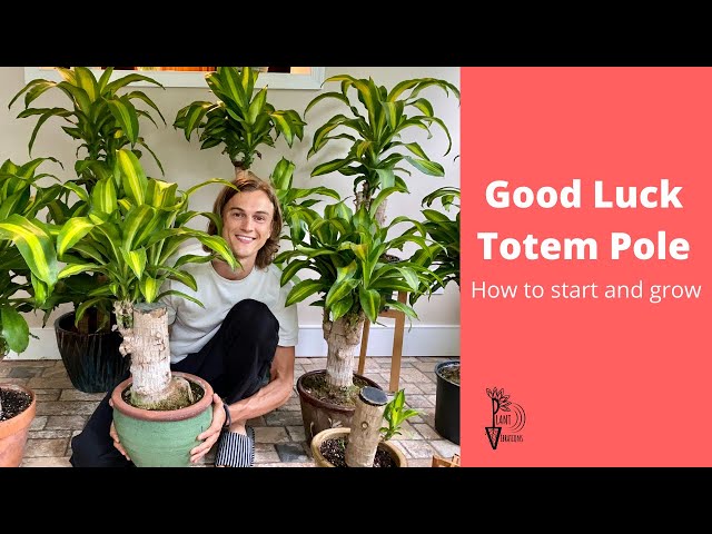 Good Luck Totem Pole Growing Guide - Brazilian Wood Plant - Dracaena fragrans