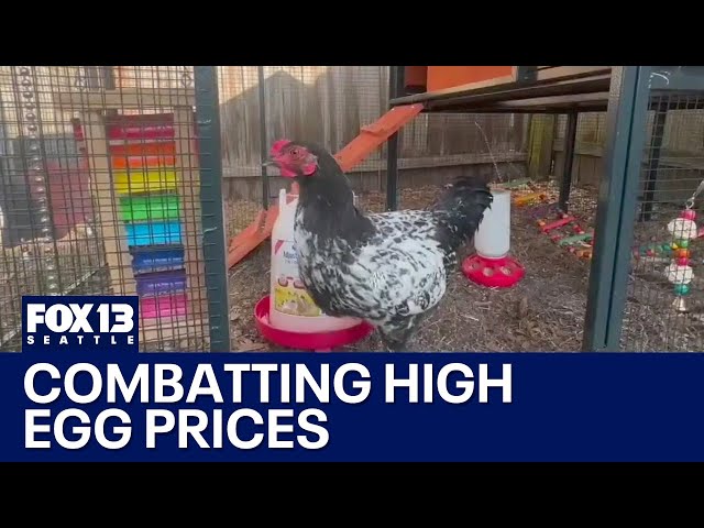 Backyard chickens: Answer to high egg prices | FOX 13 Seattle