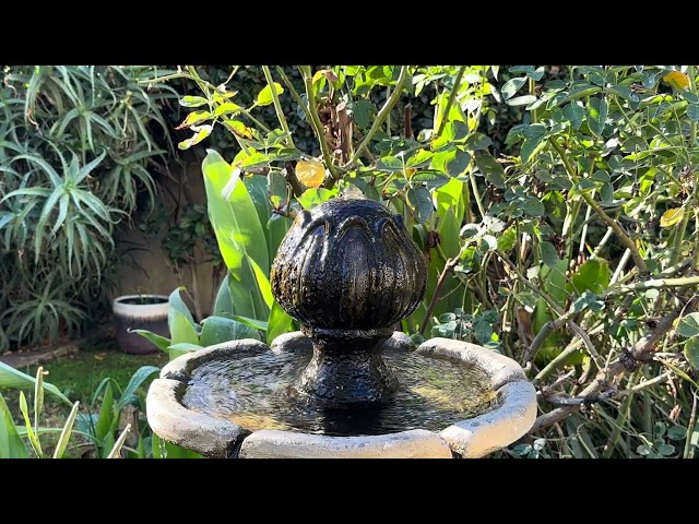 Tranquil Birdbath: A Serene Moment with Nature’s Birds - Relaxing Water Sounds & Beautiful Birds