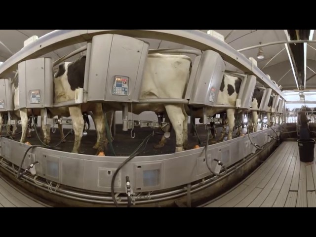 MSC Dairy Milking Parlor 360