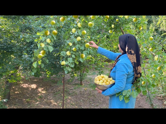 Harvesting Apricots for Drying and making sun Apricot jam! No oven