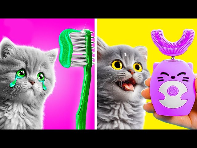 🐾Saving a Cat From Dental Woes!Amazing DIY Crafts & Fun Fidgets for Your Furry Friend by Meow-some!