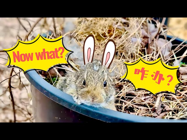 Adorable Surprise: Baby Bunnies in Flowerpot! Cute Interaction Captured!