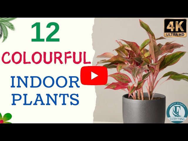 12 Colourful Indoor Plant | Colourful Houseplants With Names | Types Of Indoor Plants.