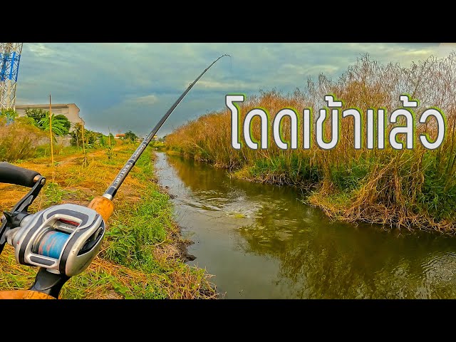 ตกง่านแบบนี้เอง รู้งี้ลองตั้งนานแล้ว #fishing #daiwareels