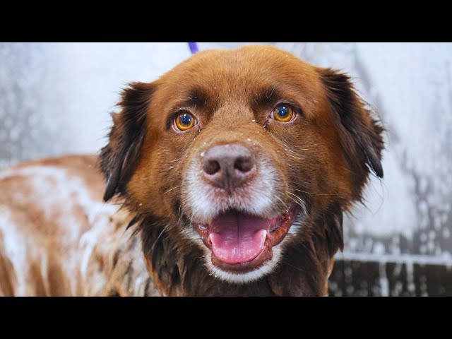 This Dog Is The Epitome Of.. "I'm Just Happy To Be Here" 🥹 | When Your Dog Gets SKUNKED