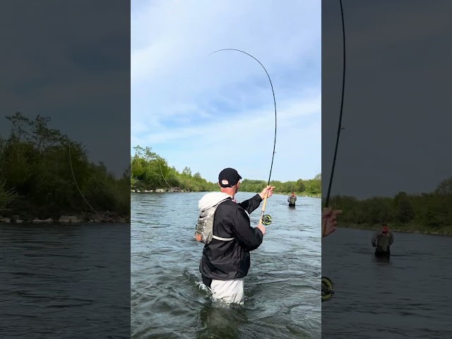 Snake Roll #flyfishing #fishing #speycasting #flycasting #troutspey #microspey #winston