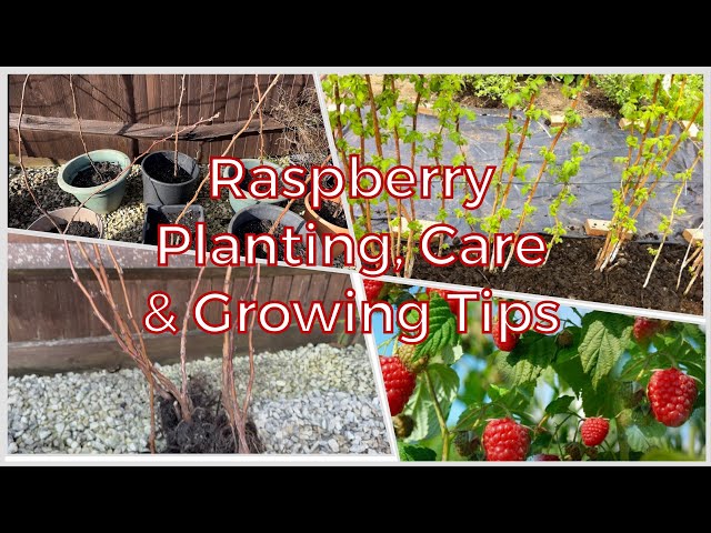 Passionate Gardener : Growing Raspberries in Pots with Planting, Care & Tips for Successful Harvests