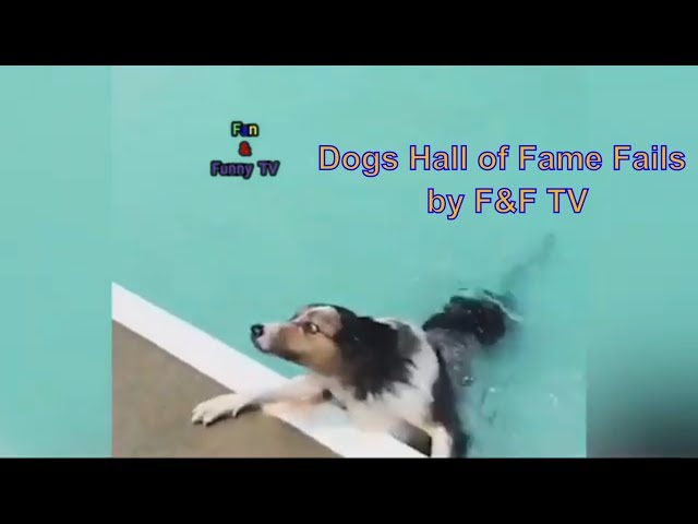 #dog #puppies #funnyvideos The Top 29 Dog Fails: Hall of Fame (September 2019)