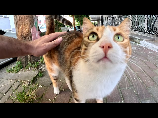 Forgotten and Alone: Stray Cats Surviving on the Streets