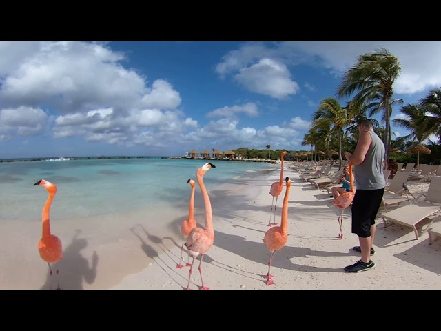 Chirping flamingos