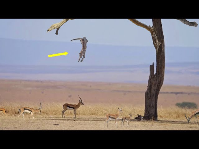 Only A Leopard Can Hunt Like This. Cunning Hunting Technique of Leopards.