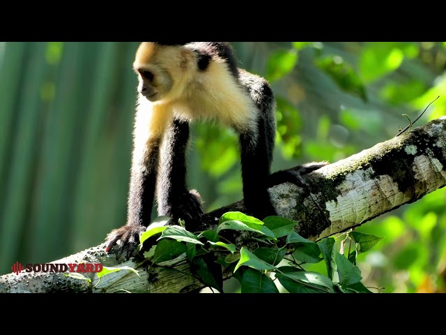 Wild Capuchin Monkeys Feeding in Their Natural Habitat | Fascinating Wildlife Moments