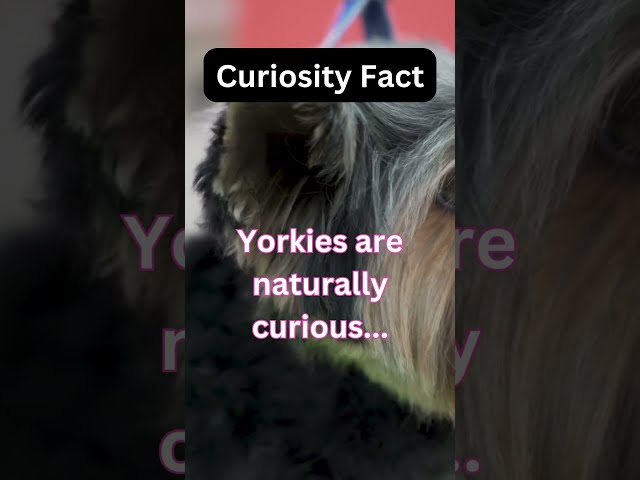 Yorkshire Terrier Curiosity Facts