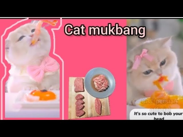 cat mukbang #cat #mukbang #egg #beef #trending #shrimp #shortsfeed #catlover