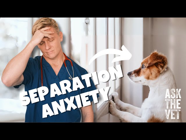 Help my dog has separation anxiety! | ASK THE VET with Dr Scott Miller