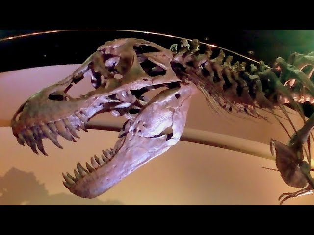 Dinosaur Bones in 3D VR