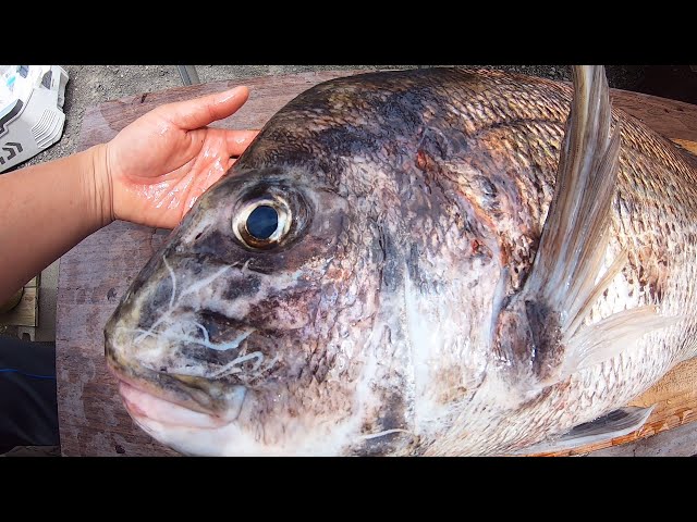 [Large sea bream] Disassemble and sashimi and tempura