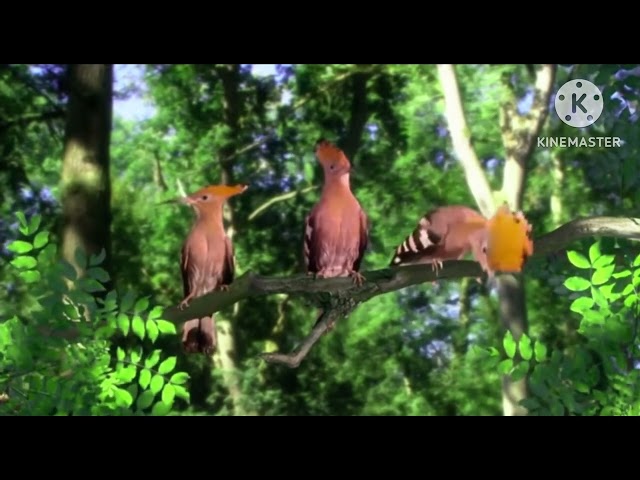 In The Night Garden Birds Compilation In Diamond Major