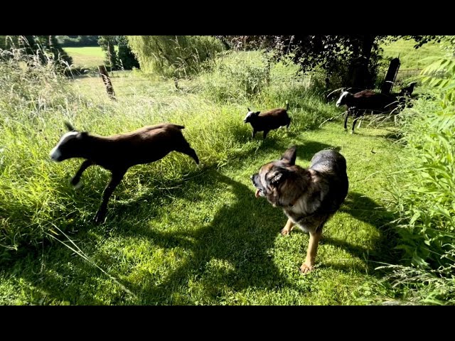 Lambs decided to give me the run around on moving day while ewes don’t