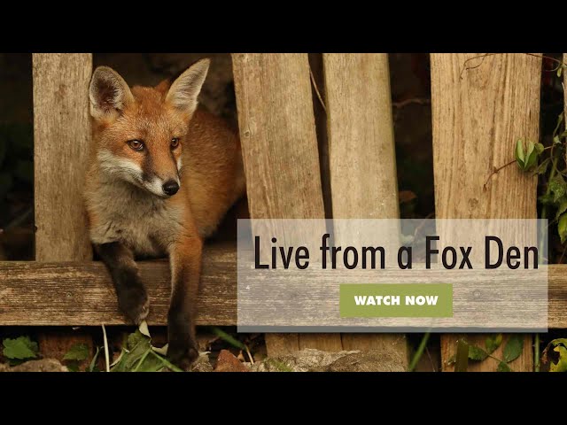 🔴 LIVE Red Fox Den 🦊 | Robert E Fuller