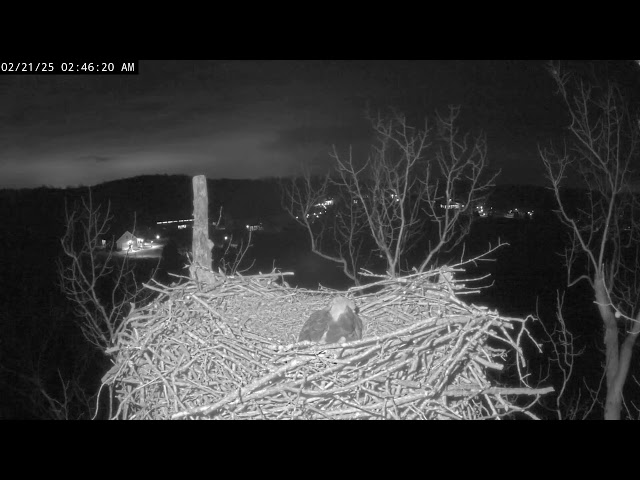 Live! From the NCTC Eagle Nest - Camera 2