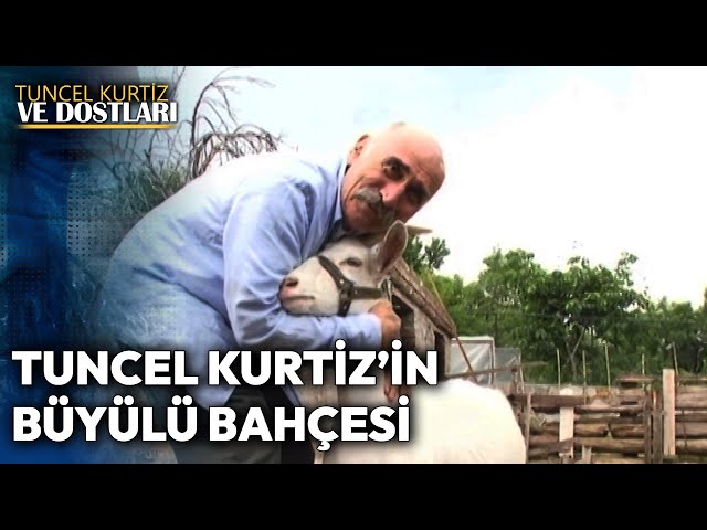 Bu Bahçe Ömür Uzatır | Tuncel Kurtiz ve Dostları #fikretkuşkan